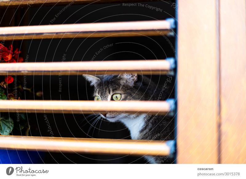 Yellow eyes cat behind a wooden blinds Design Beautiful Face Vacation & Travel Summer Flat (apartment) House (Residential Structure) Kitchen Nature Animal