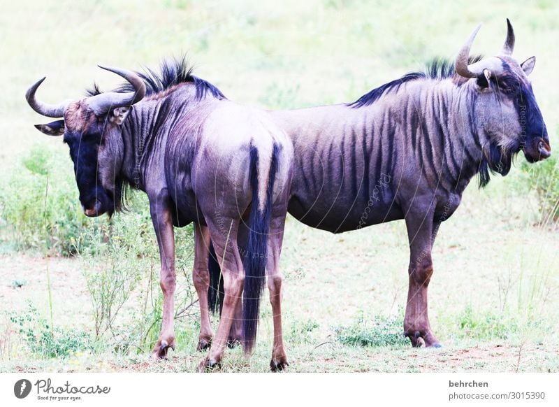 Naa, what are you looking at?! Gnu Observe Wild Fantastic Intensive Wilderness Sunlight Exotic Light Exceptional Impressive Trip Far-off places In particular