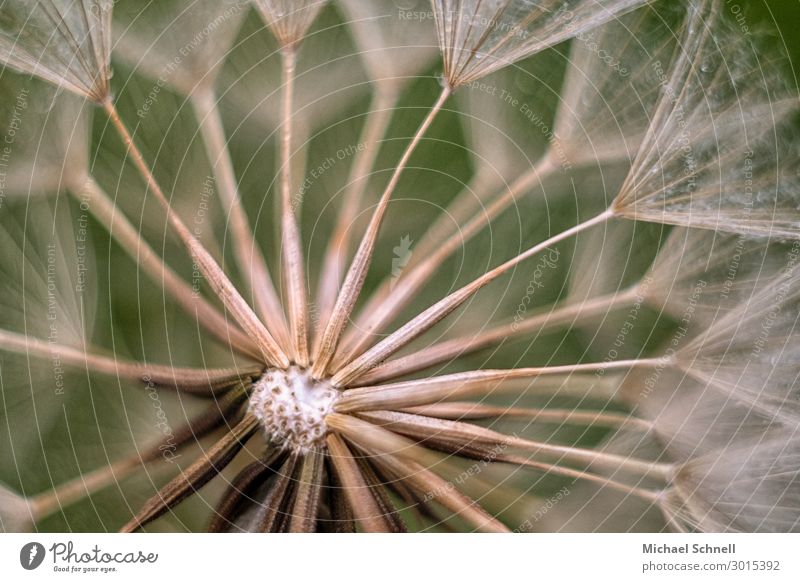 In all directions Environment Nature Plant Dandelion Fantastic Gigantic Infinity Natural Multilateral Direction Colour photo Subdued colour Close-up Detail