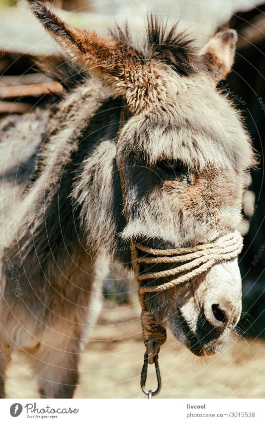 donkey , in a macedonian home Face Rope Bottom Nature Animal Village Friendliness Wild Brown Donkey jackass Europe Macedonia Home field Balkans Rustic head hair