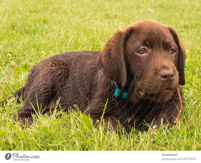Puppy in the grass Animal Pet Dog Animal face Pelt 1 Baby animal Lie Cool (slang) Happiness Funny Brown Green Turquoise Brash inquisitorial Colour photo