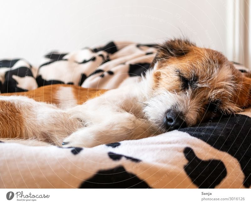 Small dog sleeping on a beanbag Animal Pet Dog Animal face Pelt Paw 1 dog bed Sleep Cuddly Natural Cute Contentment Together Love of animals Peaceful Calm
