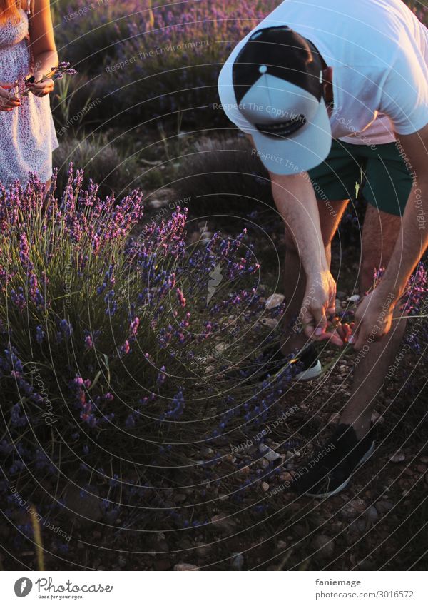 Picking Lavender II Lifestyle Human being Masculine Feminine Arm 2 30 - 45 years Adults Nature Landscape Beautiful weather Warmth Field Blossoming Fragrance