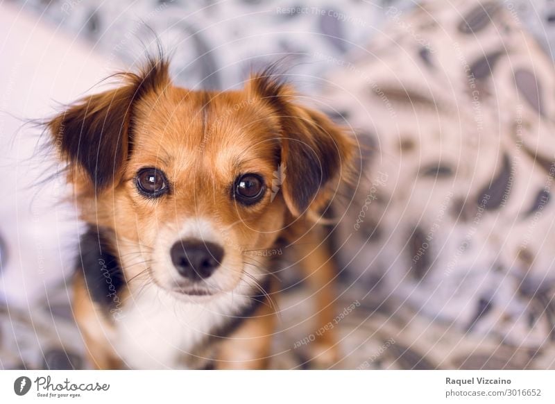Lovely portrait of a puppy. Animal Pet Dog 1 Observe Looking Blonde Brown Black "portrait," mammal snout foreground close up home inside Colour photo Close-up