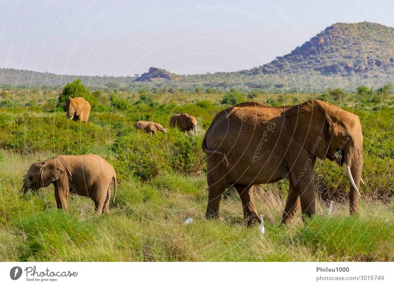A elephant family in the bush Playing Vacation & Travel Safari Family & Relations Group Animal Grass Park Herd Wild Protection Africa Kenya Samburu african