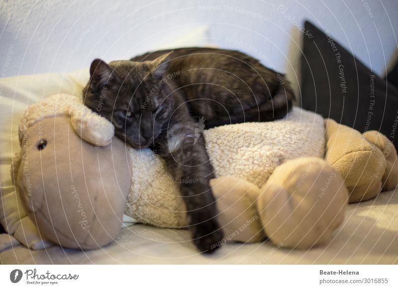 best friends Living or residing Flat (apartment) Sofa Bed Flirt Animal Pet Cat Pelt Claw Lamb Relaxation Crawl Love Sleep Esthetic Exceptional Friendliness