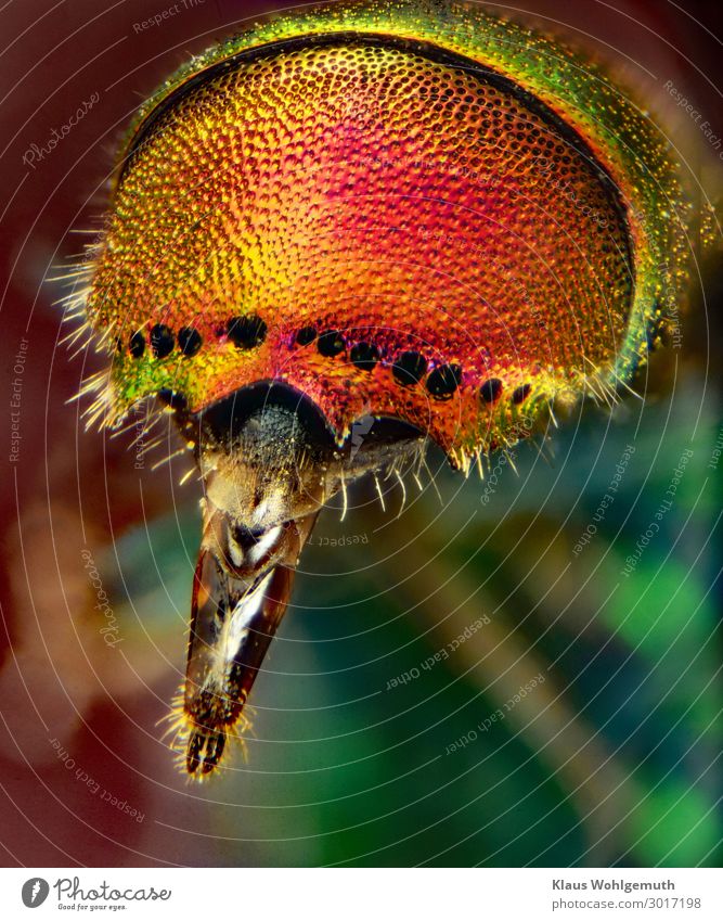 Naturally beautiful Animal Summer Wild animal Wasps gold wasp 1 Microscope Exotic Glittering Thorny Blue Brown Multicoloured Yellow Gold Green Orange Pink Red