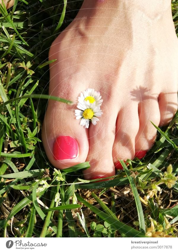 Foot in luck Happy Pedicure Summer Sun Feminine Feet Plant Earth Beautiful weather Flower Grass Wild plant naturally Yellow Green Red White Exterior shot Day