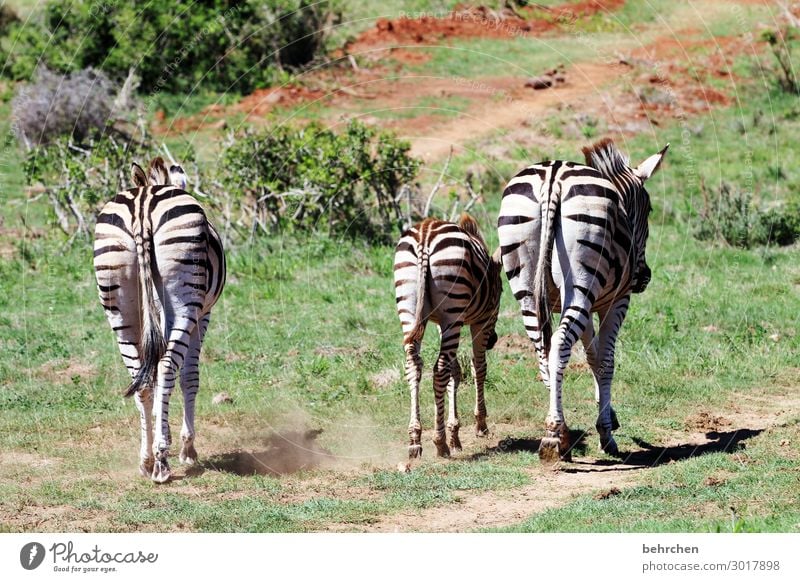 three asses Vacation & Travel Tourism Trip Adventure Far-off places Freedom Safari Nature Wild animal Zebra 3 Animal Baby animal Animal family Exceptional