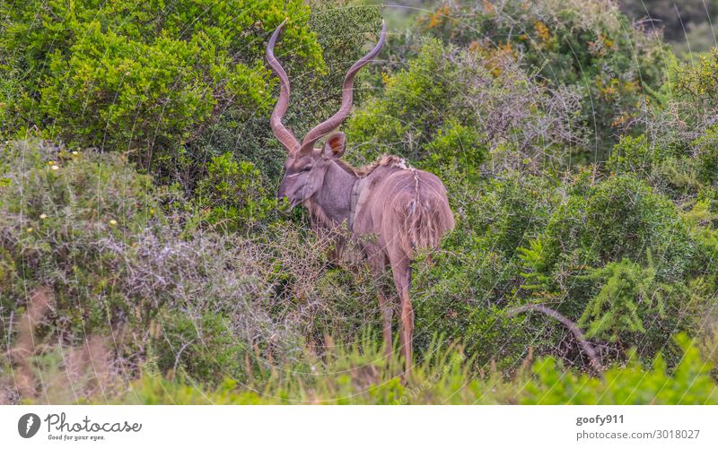 Kudu IV Vacation & Travel Tourism Trip Adventure Far-off places Freedom Safari Expedition Environment Nature Landscape Warmth Drought Tree Grass Bushes Animal