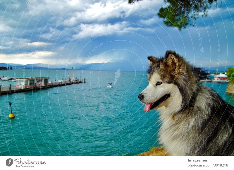 Alaskan Malamute Siberian Husky dog with lake view background. Travel concept. Dramatic sky over Peschiera del Garda. Italy 2019 Vacation & Travel Tourism Trip