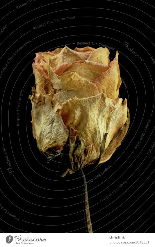 Rose dried Sign Old Blossoming Yellow Emotions Eroticism Compassion Sadness Concern Grief Death Limp Fragrance Love Colour photo Studio shot Deserted
