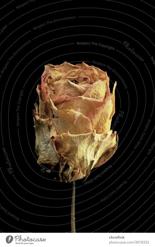 Rose dries up Plant Flower Fragrance Faded Eroticism Yellow Gold Emotions Moody Grief Death Lovesickness Limp Dried Colour photo Interior shot Studio shot