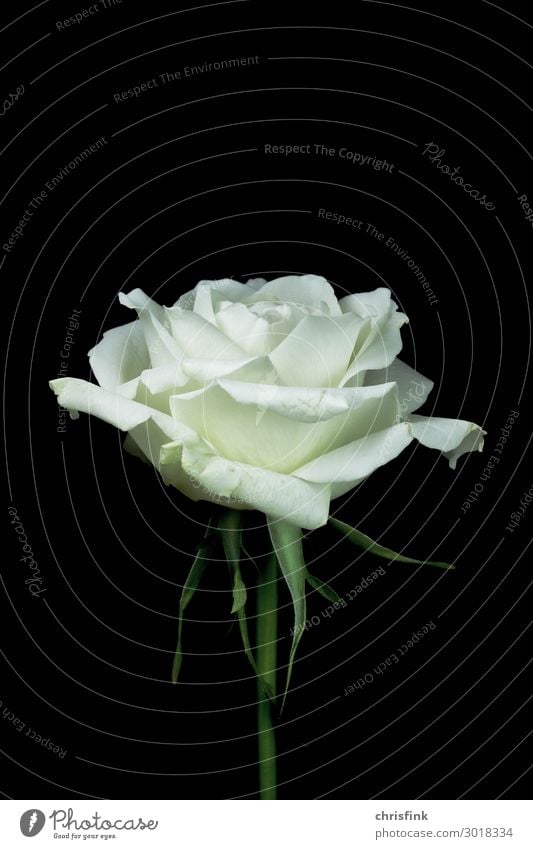 White rose on a black background Environment Nature Plant Flower Blossom Esthetic Beautiful Emotions Infatuation Romance Eroticism To console Grateful Death