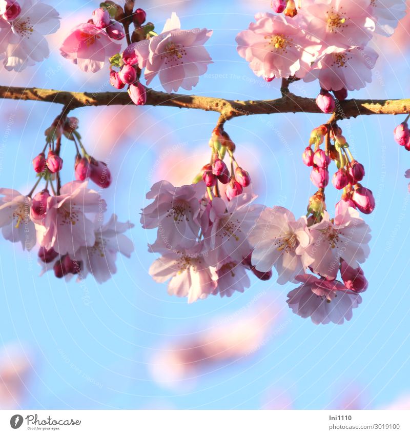 Flowers of the ornamental cherry Plant Sky Sunlight Spring Beautiful weather Tree Blossom Garden Park Blue Yellow Gray Pink White Fragrant Bud Pistil