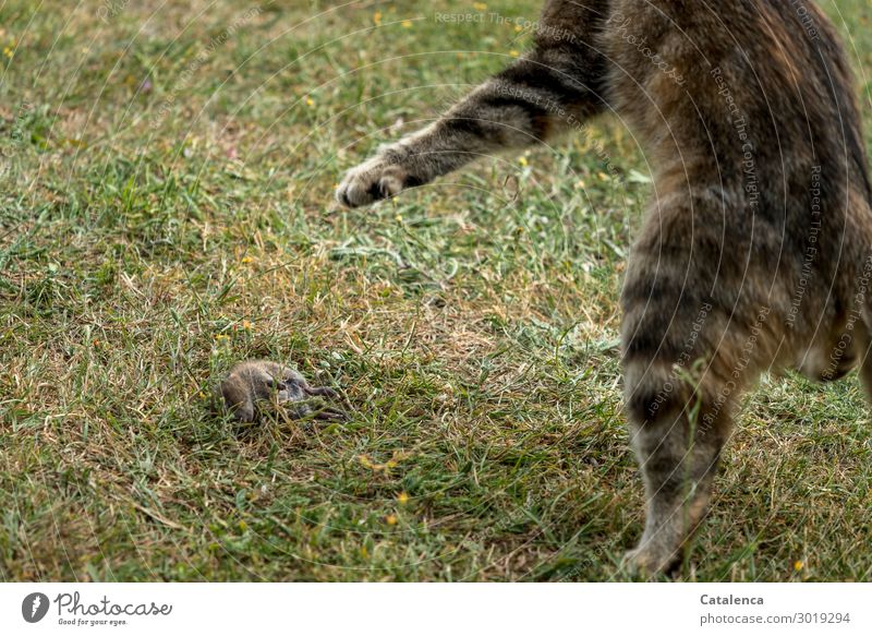 Prey, cat playing with its captured mouse Nature Animal Summer Grass Lawn Meadow Garden Farm animal Wild animal Dead animal Cat Mouse 2 Movement Hunting Brown