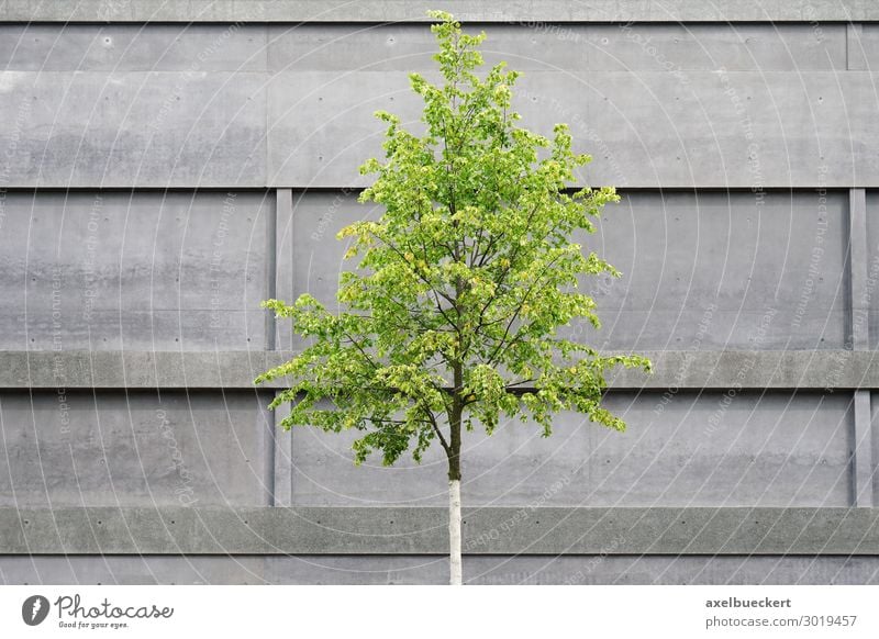 Tree in front of concrete facade Environment Nature Spring Plant Town Deserted Manmade structures Building Architecture Wall (barrier) Wall (building) Facade