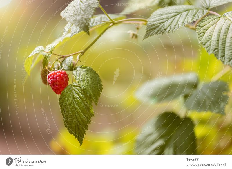 Raspberry Fruit Nutrition Organic produce Nature Esthetic Colour photo Exterior shot