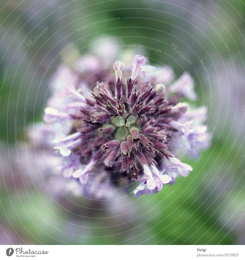 Close-up of a purple blossom from the bird's eye view Environment Nature Plant Summer Flower Blossom Garden Blossoming Growth Esthetic Exceptional Uniqueness