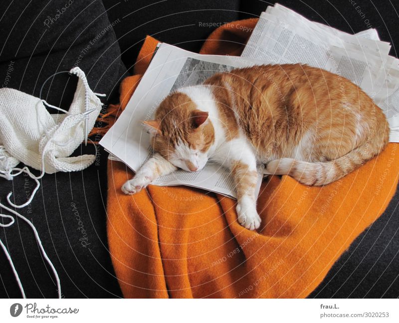 nodded Living or residing Flat (apartment) Sofa Newspaper Magazine Animal Pet Cat 1 Sleep Dream Beautiful Cuddly Cute Orange Black White Contentment