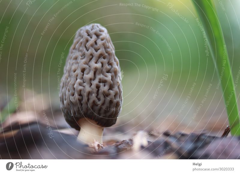 Spring morel grows in a garden Environment Nature Plant Garden Stand Growth Exceptional Fresh Uniqueness Small Natural Brown Gray Green Mushroom Morels Edible