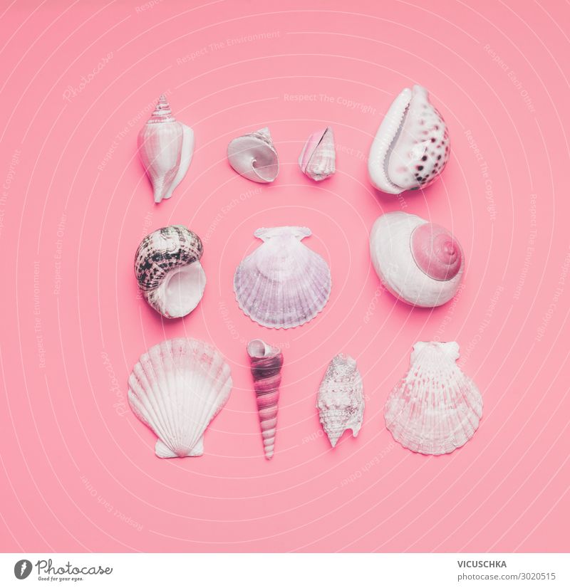 Various sea shells on pastel pink background, top view. various creative Layout flat lay buzzer concept