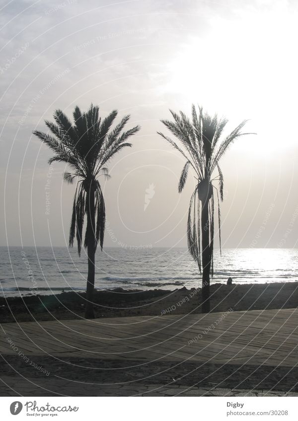 palm duo Palm tree Couple Light Ocean Twilight Sunset Europe Tenerife In pairs