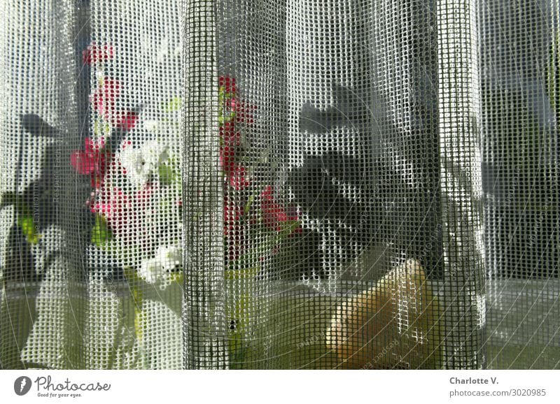 Hidden in the air. Living or residing Flat (apartment) Decoration Window board Drape Flowerpot Plant Foliage plant Pot plant Curtain Stone Authentic Original