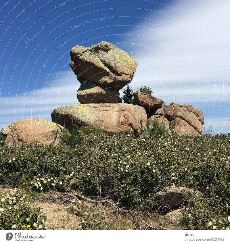 illusion | offended duck Rock Nature setin Natural stone Wild rose Ground cover plant Sky cloud Fantasy Whimsical Illusion Pattern structure