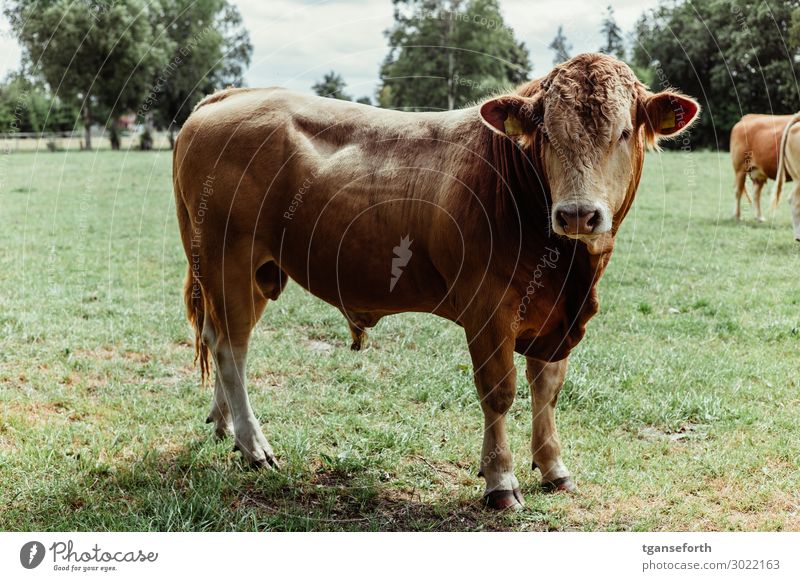 Muuhhh Meat Environment Nature Animal Pet Farm animal Cow 1 Looking Esthetic Authentic Large Beautiful Muscular Strong Brown Brave Bull Pasture Colour photo