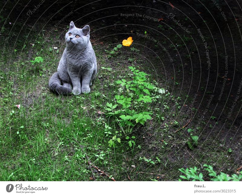 tomcat with flower Flower Grass Wild plant Garden Animal Pet Cat 1 Blossoming Looking Sit Gray Green Orange Black Contentment Calm Freedom Idyll Poppy