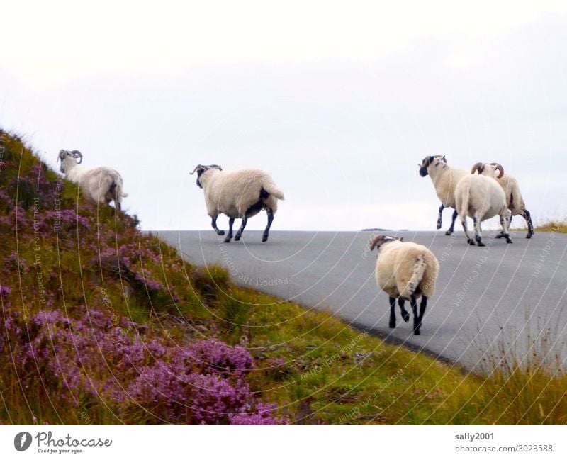 On the road again... Scotland Street Lanes & trails Farm animal Sheep Flock Group of animals Herd Running Walking Free Together Joie de vivre (Vitality)