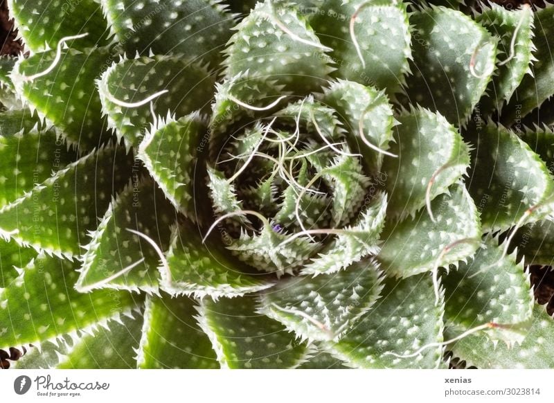 succulent Succulent plants Living or residing Decoration Plant Cactus Pot plant Houseplant Thorny Green White Close-up Detail Botany