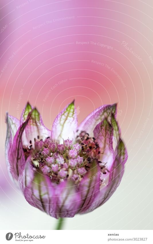 Star cone blossom against a pink background Flower Blossom Astrantia Umbellifer asterides Small pretty Green Pink Studio shot Close-up Detail xenias