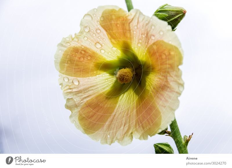 after the summer rain Plant Drops of water Summer Rain Bushes Blossom Dew Hibiscus Glittering Fragrance Fresh Wet Natural Beautiful Yellow Green Orange Purity