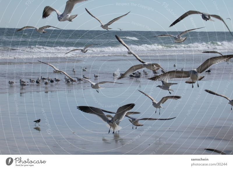 daytona beach 01 Americas Florida Daytona Beach Seagull Bird Ocean Animal Nature