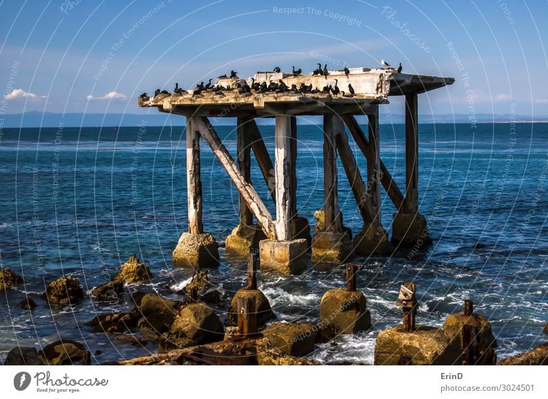 Seabirds on Crumbling Pier in Monterey California Seascape Industry Nature Coast Old Cool (slang) Fresh Historic Uniqueness Retro Nostalgia Decline Industrial
