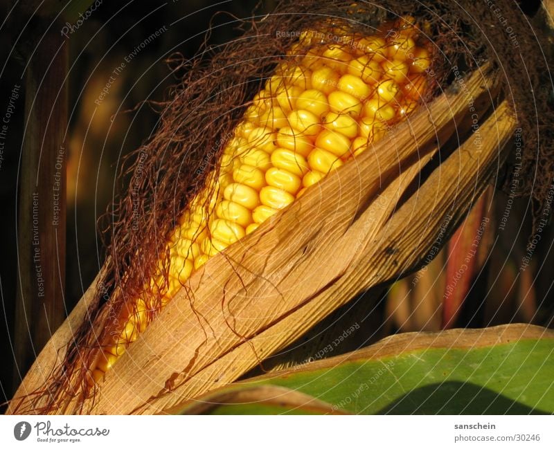 maize Corn cob Autumn Evening sun Yellow Agriculture Feed Maize sugar maize corn Sun Harvest Gold