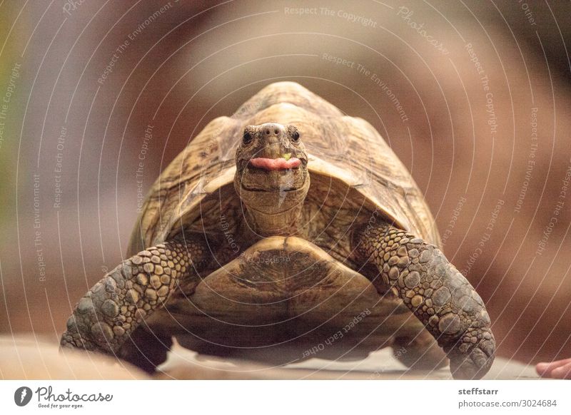 Funny Indian star tortoise Geochelone elegans Nature Animal Pet Wild animal Animal face 1 Brown Tongue out Humor Tortoise start tortoise Reptiles Shell slow