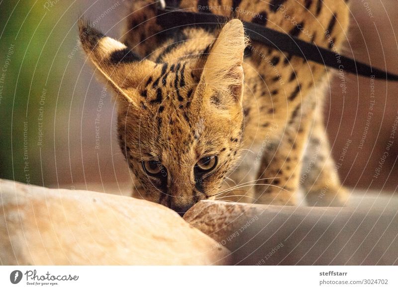 Serval cat Leptailurus serval that has been domesticated Nature Animal Fur coat Pet Wild animal Cat 1 Brown Yellow Gold serval cat spots long legs exotic animal