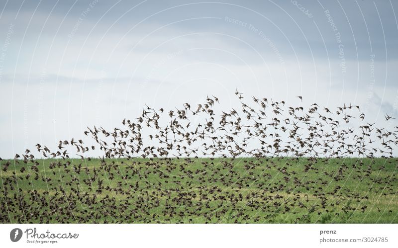 Stare ascending Environment Nature Landscape Plant Sky Clouds Summer Field Animal Wild animal Bird Flock Blue Green Many Floating Starling Beautiful