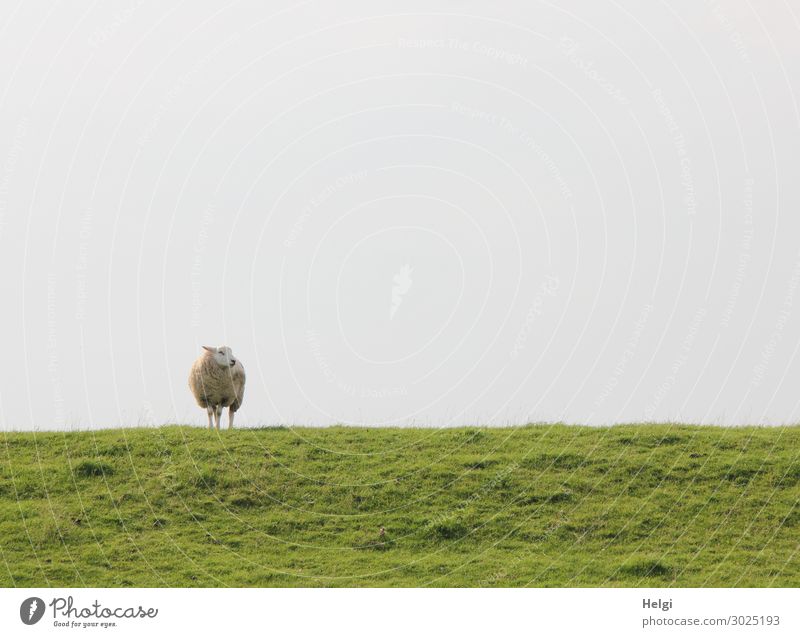 a lonely sheep stands on the dike in fine weather and looks to the side Environment Nature Landscape Plant Animal Sky Summer Grass Foliage plant Meadow Dike