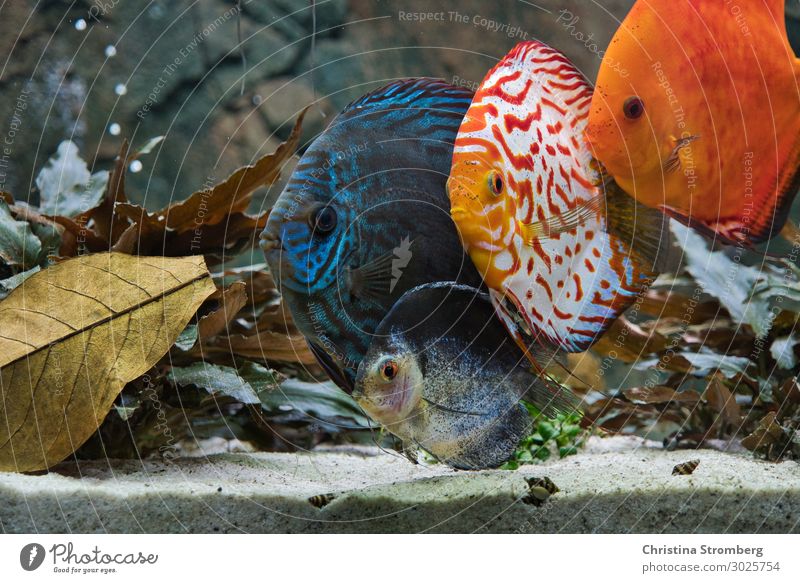The gang Water Animal Pet Fish Scales Aquarium Discus fish Cichlids Perches 4 Group of animals Sand Observe Looking Swimming & Bathing Cool (slang) Maritime Wet