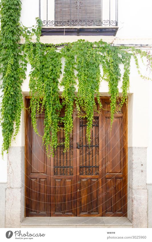 overgrown door Plant Foliage plant Manmade structures Building Door Old Esthetic Natural Andalusia Cordoba Historic facades holiday spain historic house nobody