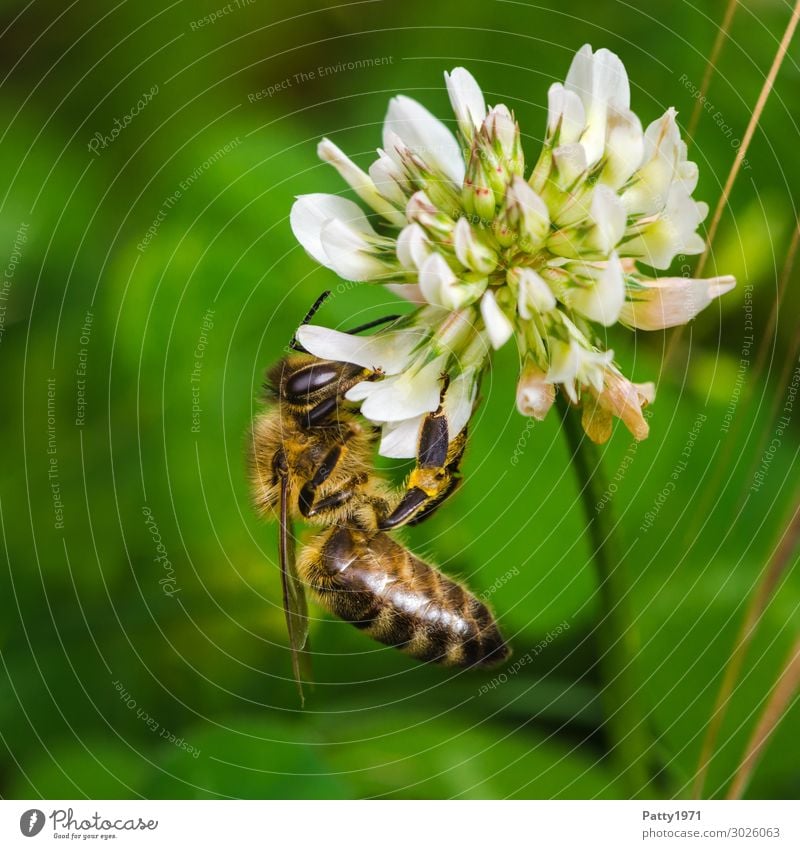 Bee collects pollen on a cloverflower Environment Nature Plant Blossom Clover Animal Farm animal 1 Work and employment To hold on To feed Yellow Green White