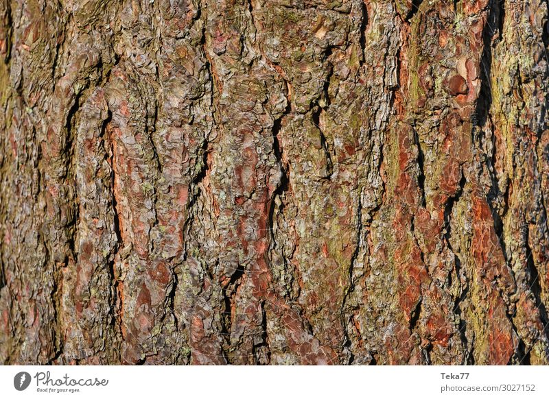 Bark #3 Environment Nature Landscape Plant Tree Esthetic Tree bark Colour photo Subdued colour Close-up