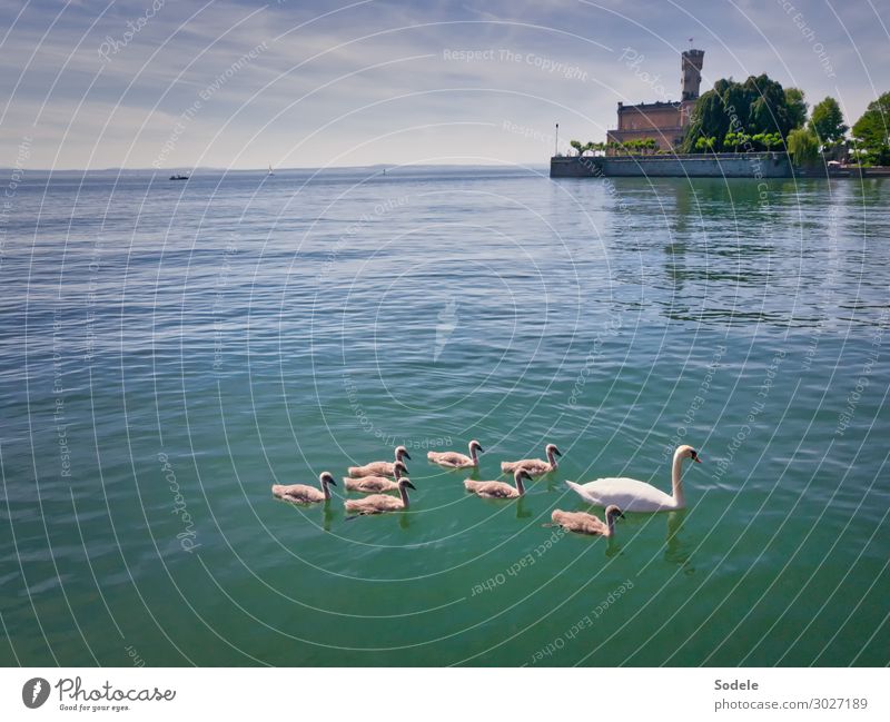 swan lake Far-off places Summer Lake Lake Constance Castle Manmade structures Tourist Attraction Montfort Castle Wild animal Swan Group of animals Animal family