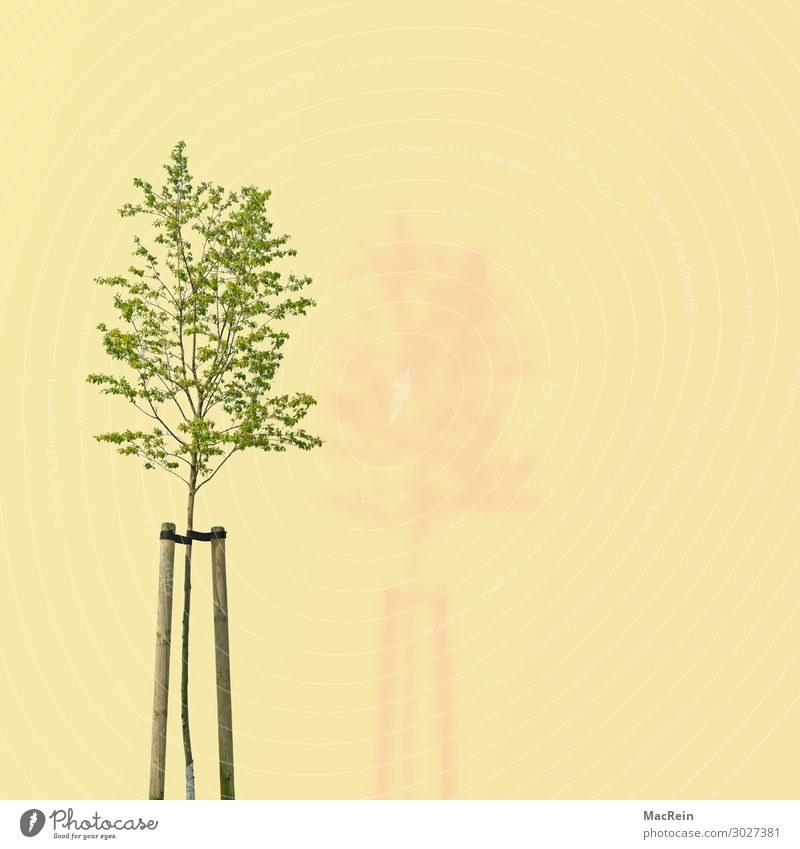 Tree on yellow background Environment Nature Plant Spring Green Environmental protection Transience dee illustration Deciduous tree Copy Space Ecological Leaf