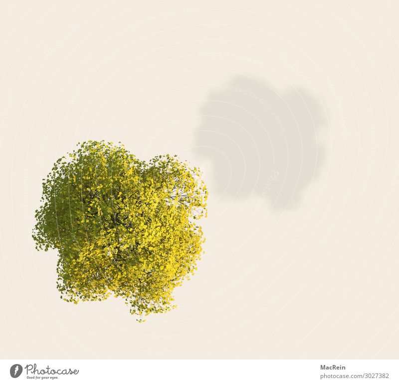 Tree from above Plant Spring Transience image synthesis single tree Force Colour colored background Green Idea illustration Deciduous tree Nature