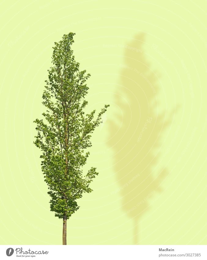 Tree with yellow background Plant Spring Transience image synthesis single tree Colour colored background Green Idea illustration Deciduous tree Nature